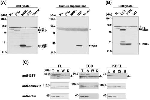 Fig. 3. Localization of the (P)RR ECD in HepG2 Cells.Notes: (A) Immunoblot of HepG2 cells transiently transfected with (from left to right) GST-fused full length (FL) (P)RR or the extracellular domain (ECD) of (P)RR; GST with a KDEL ER retention sequence; GST alone; or the empty plasmid pcDNA3 (Vector). Cell lysates and culture supernatants were analyzed 48 h after transfection using an antibody against GST. Asterisks indicate non-specific protein bands. (B) Stable HepG2 cell lines expressing GST-FL, -ECD, or -KDEL were cultured in fresh medium and cell lysates were analyzed by immunoblotting 24 h later. GST fusion proteins were detected in the lysates of the transfected, but not wild-type untransfected cells (WT). Asterisk indicates non-specific protein bands. (C) Phase separation analysis. HepG2 cells stably expressing GST-FL, -ECD, or -KDEL were solubilized in lysis buffer and analyzed by phase separation. Equal portions of cleared total cell lysate (T), aqueous phase (A), wash fraction (W), and detergent phase (D) were analyzed by immunoblotting using antibodies against GST. As a control, the blot was probed with antibodies against the integral membrane protein calnexin (which was detected in the detergent phase), as well as the cytosolic protein actin (which was confined to the aqueous phase). Arrows in (C) indicate bands corresponding to GST fusion proteins.