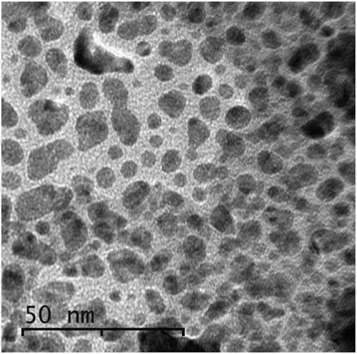 Figure 2. TEM image of CuO NPs prepared by laser ablation.