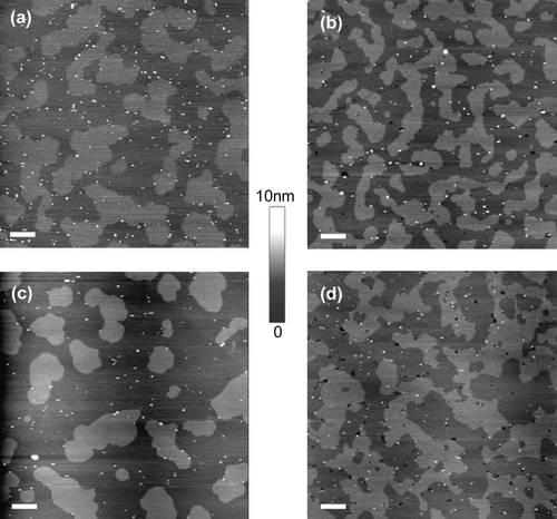 Figure 3.  Distribution of TM-ACE and GPI-ACE in supported lipid bilayers. Supported lipid bilayers of equimolar sphingomyelin, DOPC and cholesterol containing either TM-ACE or GPI-ACE were imaged in fluid using tapping mode AFM. (a) TM-ACE in bilayers containing egg sphingomyelin; the protein is almost exclusively located in ld non-raft regions. (b) TM-ACE in bilayers containing brain sphingomyelin; TM-ACE is excluded from the lo raft domains. (c) GPI-ACE in bilayers containing egg sphingomyelin; the protein is confined to ld non-raft regions. (d) GPI-ACE in bilayers containing brain sphingomyelin; 38% of the protein is located in lo rafts. All images are 10 µm scans with 10 nm height scale. Bar = 1 µm.