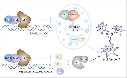 Figure 1. MYC coordinates the cell cycle and the circadian clock. At high levels of MYC, dimers of MYC/MAX form repressive complexes with MIZ1. These complexes inhibit transcription of cyclin-dependent kinase inhibitors (p15, p21, p27), which promotes the cell cycle. These complexes also repress BMAL1 and CLOCK and thereby attenuate clock-driven rhythmic transcriptional programs that might interfere with fast proliferation of cancer cells.