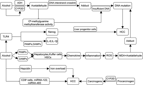 Figure 1 Pathogenesis of alcohol-related HCC. Alcohol undergoes metabolism in the liver to acetaldehyde, inducing the production of CYP2E1. Acetaldehyde, a carcinogenic substance, forms adducts with DNA interstrand cross-links. It diminishes the activity of O6-methylguanine DNA methyltransferase, resulting in insufficient DNA repair and, collectively, leading to DNA mutation. Alcohol disrupts gut microbial homeostasis, producing PAMPs and DAMPs. This process activates hepatocytes, Kupffer cells, and hepatic stellate cells (HSCs), leading to the secretion of chemokines, inflammation, and induced production of ROS. The ROS-produced malondialdehyde (MDA) forms adducts with acetaldehyde, resulting in DNA mutations. Alcohol induces ectopic upregulation of TLR4, which recognizes two patterns, releasing pro-inflammatory IL-8 and IL-1β. Moreover, the TLR4 downstream gene Nanog mediates TLR4-dependent hepatocellular carcinogenesis via hepatic progenitor cells. Alcohol also promotes the formation of HCC by down-regulating ferredoxin levels and inhibiting CD8+ cells and transcription of miRNA-122 and miRNA-483. (→, promote; ⊣, inhibit).