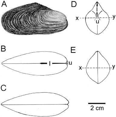 Figure 2. Modiolus modiolus. The shell as seen from various aspects. (A) An external view of the right shell valve; (B) a dorsal view; (C) a ventral view; (D) an anterior view; and (E) a posterior view (x–y represents the point of greatest shell width; for abbreviations see Functional morphology section).