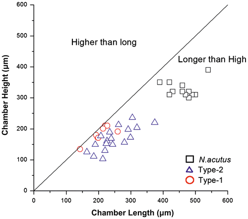Figure 4. Bivariate plots of length and height of chambers in last whorl of the three species of Nummulites. All the samples have longer than high chambers.