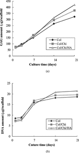 Figure 2 (a) GAG content of chondrocytes in collagen, collagen/chitosan and collagen/chitosan/HA scaffolds as a function of time of culture. Results are expressed as µg GAG per scaffold. Values are mean ± SD (n = 4); (b) DNA content of chondrocytes in collagen, collagen/chitosan and collagen/chitosan/HA scaffolds as a function of time of culture. Results are expressed as µg DNA per scaffold. Values are mean ± SD (n = 4).