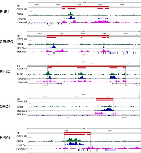 Figure 6 Signal tracks for H3K27ac (blue), H3K4me1 (pink) and BRD4 (green) ChIP-seq profiles of SE-associated hub genes in K562 cells visualized using IGV. The stitched regions of active enhancers and SEs are shown in red.