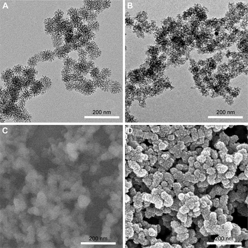 Figure S1 TEM images of (A) MSNs and (B) Ag-MSNs. SEM images of (C) MSNs and (D) Ag-MSNs.Abbreviations: Ag-MSNs, nanosilver-decorated mesoporous silica nanoparticles; MSNs, mesoporous silica nanoparticles; SEM, scanning electron microscope; TEM, transmission electron microscope.