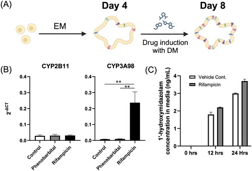 Figure 3. P450 induction and activity assay in canine colonoids. (A) A schematic representation of the drug induction of the canine colonoids. The protocol involved initially incubating the organoids in expansion medium for 4 days until they reached maturity. Then, the colonoids were cultured for 4 days in DM or DM containing 250µM of phenobarbital or 50µM of rifampicin. This schematic was created with BioRender.com. (B) Gene expression levels of CYP2B11 and CYP3A98 were assessed using qPCR following phenobarbital and rifampicin induction assays. The error bars represent the standard error of the mean (SEM). (C) Canine colonoids were cultured for four days in EM before being exposed to DM enriched with 50 μM rifampicin for three days to induce CYP3A enzyme activity. To quantify this activity, the medium was sampled at three time points (0, 12, and 24 hours) following the administration of midazolam. These samples were analysed to measure the concentration of a principal metabolite, 1’-hydroxymidazolam, using HPLC-MS/MS. The error bars represent the standard deviation (SD).