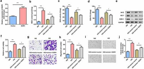 Figure 7. EGR1 exacerbated oxidative stress and dysfunctions of HG-treated hRMECs. (a) The expression level of EGR1 after the cells were transfected with EGR1 overexpression plasmid. (b) MDA contents, (c) SOD, and (d) GSH-PX activities in hRMECs were detected using the corresponding kits after the indicated treatments. (e) Western blotting for the proteins of Nrf2, HO-1, and SOD-1. GAPDH was used to normalize the protein levels. (f) MTT assay was performed to determine the cell viability. (g) The migrated cells were fixed and stained after the transwell migration assay. (h) Quantification of G. (i) Images of the tube-like structures were observed under an inverted microscope. (j) Quantification of I. Each experiment was performed in triplicate. *P < 0.05; **P < 0.01; ***P < 0.001. HG, high glucose; MTT, 3-(4,5-dimethylthiazol-2-yl)-2,5-diphenyl tetrazolium bromide; hRMECs, human retinal microvascular endothelial cells; MDA, malondialdehyde; SOD, superoxide dismutase; GSH-PX, glutathione peroxidase