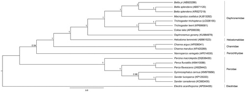 Figure 1. Phylogenetic relationships among concatenated mitochondrial twelve protein-coding genes without ND6 sequences of 19 mitochondrial genomes including Eleotris acanthopoma as the outgroup inferred using Bayesian inference analysis. The complete mitochondrial genome sequence was downloaded from GenBank. The accession number is indicated in parentheses after the scientific name of each species. Support values at each node are Bayesian posterior probabilities. The branch-lengths represent number of nucleotide substitutions per site.