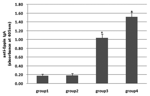 Figure 5. Detection of the local IgA concentration in epididymis 4 wk after final immunization. Mimovirus intranasal inoculation as well as plasmid injection induced a higher IgA concentration (P < 0.05) when compared with the PBS group, while the former was much higher than the latter. Plasmid intranasal application failed to induce a high IgA response (P > 0.05).