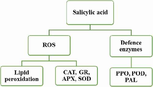 Figure 2. Salicylic acid induces resistance to CI in the fruit (Modified from Asghari and Aghdam, Citation2010). Application of SA in fruit prior to chilling temperatures induces ROS scavenging and avoidance genes such as APX, SOD and CAT. The increased antioxidant capacity of the cells leads to fruit adapting to cold temperatures, thereby reducing the incidence of postharvest disorders such as chilling injury