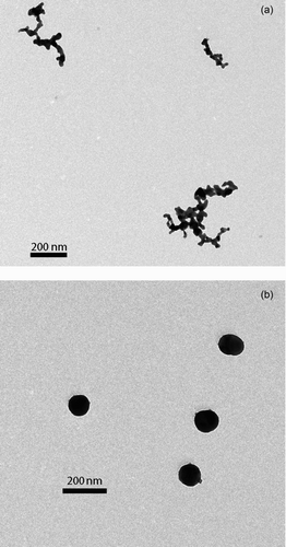 FIG. 4 Transmission electron microscopy images of (a) highly fractal Ag nanoparticles (no sintering) and (b) spherical Ag nanoparticles (600°C sintering).