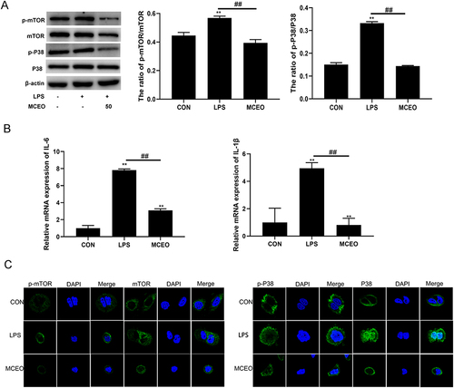 Figure 6 MCEO regulates LPS-induced inflammation by inhibiting the PI3K/Akt/mTOR andp38MAPK signaling pathways. (A) HaCaT cells treated with or without LPSand MCEO were subjected to Western blotting using specific antibodies against p-Akt, Akt, p-P38, P38, p-mTOR, and mTOR. (B) mRNA expression levels of IL-6, IL-1β, IL-17A, IL-10, and TGF-β were analyzed by qRT-PCR. (C) HaCaT cells treated with or without LPS and MCEO were stained with p-P38, P38, p-mTOR, and mTOR, and immunofluorescence was assessed; p-Akt, Akt, p-mTOR, mTOR (green), nuclei (blue). Magnification, ×2070. Bar graphs represent mean ± SD of results derived from three independent experiments performed in triplicate. **P<0.01 vs NC; ##P<0.01 vs TNF-α group.