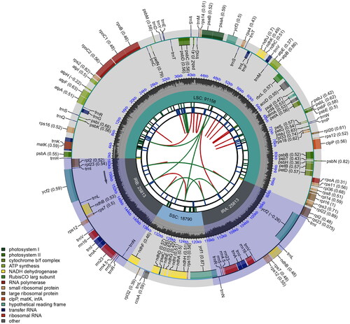 Figure 2. Schematic circular map of overall features of Engelhardia hainanensis chloroplast genome. Graphic showing features of its plastome was generated using CPGview. The map contains six tracks. From the inner circle, the first track depicts the dispersed repeats connected by red (forward direction) and green (reverse direction) arcs, respectively. The second track shows the long tandem repeats as short blue bars. The third track displays the short tandem repeats or microsatellite sequences as short bars with different colors. The fourth track depicts the sizes of the inverted repeats (IRa and IRb), small single-copy (SSC), and large single-copy (LSC). The fifth track plots the distribution of GC contents along the plastome. The sixth track displays the genes belonging to different functional groups with different colored boxes. The outer and inner genes are transcribed in the clockwise and counterclockwise directions, respectively.
