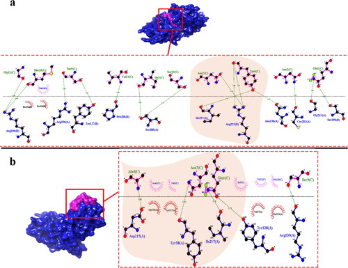 Figure 2. Interaction of peptide N1 with (a) HSV-1 gD protein and (b) HSV-2 gD protein. The protein/peptide complex in surface representation illustrates contacts between HSV gD protein (in blue color) and peptide (in magenta color). The dotted red color box shows a close-up of the docking area (LigPlot DIMPLOT interaction). Amino acid residues of HSV gD protein and peptide are represented with blue and magenta colors, respectively. Green lines represent hydrogen bonds, and bond lengths are labeled on the lines. The critical interactions of peptide N1/HSV gD complex are highlighted with a boutique beige color.
