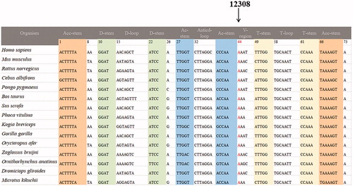 Figure 2. Sequence alignment of mt-tRNALeu(CUN) gene from 15 different species, arrow indicated the position 44, corresponding to the A12308G mutation.
