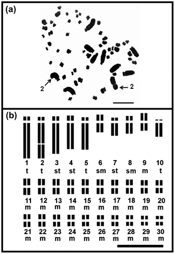 Figure 1. Chromosome of diploid Agave angustifolia “Cimarron” (2n = 2x = 60) from Toliman, Jalisco, Mexico: (a) mitotic metaphase; (b) idiogram. Numbers indicate homologous large chromosome pair with secondary constriction. t: telocentric chromosome, st: subtelocentric chromosome, sm: submetacentric chromosome and m: metacentric chromosome. Bar: 10 μm.