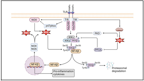 Figure 3. Schematic representation of TLR-mediated oxidative stress and inflammation in AD. TLRs help the formation of ROS through either direct interaction at the cell membrane or enhanced phosphorylation of its p47phox subunit within the cytoplasm. In the MyD88-dependent pathway, TLRs activate downstream signaling through the phosphorylation of IkB at Ser 32 and 36, and; it causes proteasomal degradation. Free nuclear factor kappa B (NF-Kb)) translocates to the nucleus and produces proinflammatory cytokines and oxidant enzymes which increases ROS levels. In addition, ROS accelerates the activation of NF-Kb by enhancement of IκB kinase (IKK) phosphorylation by activating PKD or inhibiting protein phosphatase type 2A (PP2A).
