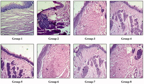 Figure 6. Histological changes in the mice tongue tissue after four weeks of treatment period.
