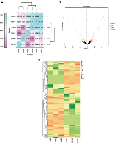 Figure 2 The difference expression of lncRNAs analysis. (A) The correlation analysis between the DOX group and BEC group. (B) The volcano plot of up- and downregulated lncRNAs in BEC group compared with DOX group. (C) The hierarchical clustering and difference of lncRNAs between the two groups.