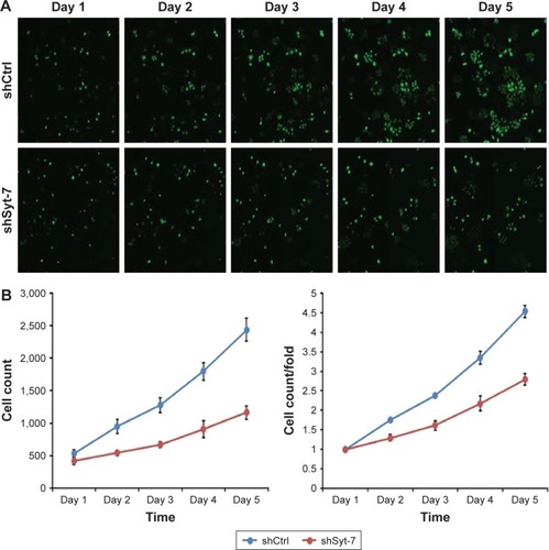 Figure 2 The changes of cell growth in SMMC-7721 cells transfected with LVpGCSIL-004PSC39360. Cell growth was measured via multiparametric high-content screening every day for 5 days. Data are shown as mean ± standard deviation. (A) Fluorescence images of cells for every day. Magnification ×100. (B) Growth curve of cells (Day 4: 3.35±0.16 vs 2.17±0.19, P=0.001; Day 5: 4.54±0.15 vs 2.79±0.15, P=0.000).