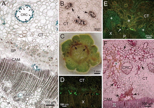 Fig. 4 Cross-sections of resistant P. thunbergii stems inoculated with pine wood nematodes. a A section obtained 2 cm below the inoculation point at 3 days after inoculation (dai) that was stained with Coomassie blue following SDS treatment. Blue color indicates accumulation of protein cross-linking. Arrows and arrow heads indicate swelling epithelial cells and epithelial cells collapsed by nematodes, respectively. b A non-stained section taken from 16 cm below the inoculation point at 10 dai. Arrows indicate cortical resin canals occluded by gel-like resin. c Cut surface of the stem of R3, 2 cm below the inoculation point at 10 dai. Discoloration of bark occurred beside damaged cambium (arrow). d Epifluorescent image of fluorescein isothiocyanate-conjugated wheat germ agglutinin (F-WGA)-stained section obtained 2 cm below the inoculation point of R3 at 10 dai. Round and rectangular green fluorescence indicates the presence of nematodes. Many nematodes were distributed in cambial cavities. e Epifluorescent image of F-WGA-stained section obtained 2 cm below the inoculation point of R6 at 20 dai. Nematodes are distributed in discolored bark tissue (asterisk), cambial cavity (arrow), and pith, but not in healthy bark tissue (plus). f A section obtained 2 cm below the inoculation point of R6 at 20 dai that was stained with phloroglucinol-HCl. Red color indicates lignin accumulation. Lignification induced by nematodes (arrow) occurred in the walls surrounding a cambial cavity and discolored bark tissue (asterisk). CAM cambium, CRC cortical resin canal, CT cortex, P pith, SP secondary phloem, X xylem, XARC xylem axial resin canal