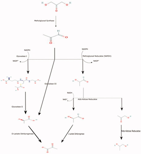 Figure 1. Summarises the biochemical pathway of methylglyoxal metabolism.