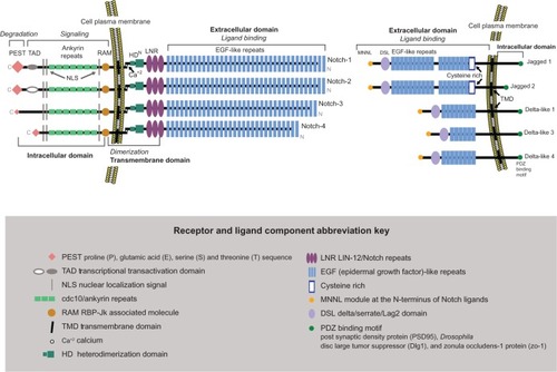 Figure 1 Notch receptors and ligands.