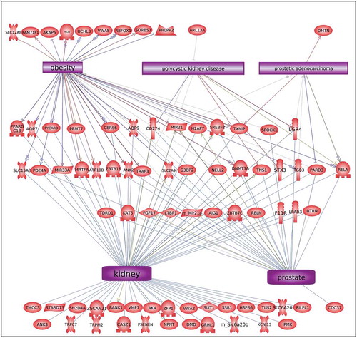 Figure 8. DMR-associated genes within the pathology biomarker DMR set for multiple disease pathology. The physiologic and pathology process is listed with direct gene links