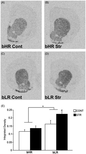 Figure 4. Dopamine D2 receptor mRNA expression in the Nacc 4 weeks after the CVS regimen of a representative stress-naïve bHR rat (A), a CVS-exposed bHR rat (B), a stress-naïve bLR rat (C) and a CVS-exposed bLR rat (D). Panels A, B, C and D show images of coronal hemisections containing the Nacc that were radioactively labeled with an antisense cRNA probe against D2R mRNA and exposed on an x-ray film. Means of quantification results for integrated density ± SEMs are plotted with the bar graph (E). * represents the main effect of Phenotype, while # represents the direct comparison between stress-exposed and stress-naive bLRs.