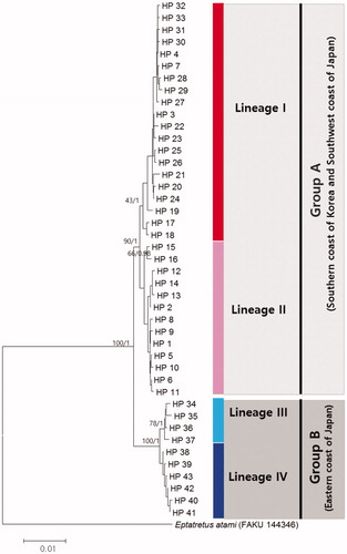 Figure 1. The phylogenetic tree based on the neighbor-joining and Bayesian Inferences for the 43 combined mtDNA region (COI + ND4 + Cytb) haplotypes of Eptatretus burgeri. Eptatretus atami was chosen as an outgroup. The numbers on the node is bootstrap value (%) by 1000 replicates in Neighbor-joining methods and posterior probability by Bayesian inferences.