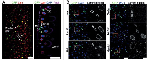 Figure 1. Expression of lamina proteins in the midgut. (A) Fixed adult midguts stained for GFP, Lam, DNA and F-actin. Color coding as indicated. Surface view and sagittal section. Intestinal stem cells (ISC) and enteroblast (EB) were genetically labelled by esg-GAL4 driven expression of GFP (green). Enterocytes (EC), enteroendocrine cell (EE), viceral muscle cell (Mu). Scale bars 25 μm. (B) Fixed midguts stained for indicated proteins of the nuclear envelope (gray), ISC/EBs (green), DNA (blue). Asterics: Nucleoplasmic Kuk staining in EC is unspecific as it is also observed in kuk deficient flies. (Fig. S1). Scale bars 25 μm, 5 µm, inset in 4x magnification.