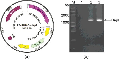 Figure 1. Construction of pE-SUMO-hepA fusion plasmid: map (a) and identification by PCR verification (b).