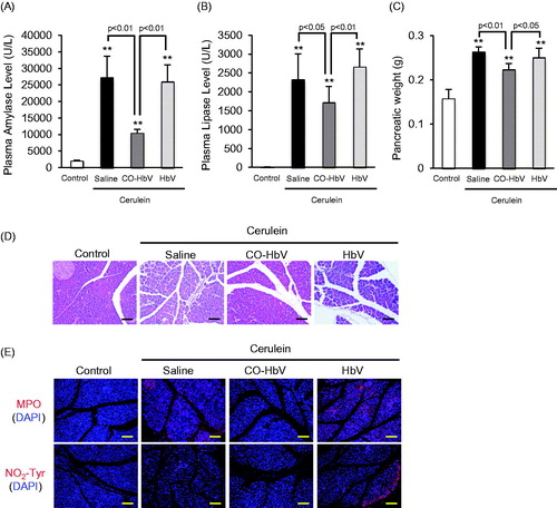 Figure 3. The plasma levels of (A) amylase, (B) lipase and (C) pancreatic weight after CO-HbV administrating to acute pancreatitis model mice. Data are mean ± S.D. (n = 6 per group). **p < .01 versus control. (D) Micrographs of pancreas slides stained with HE. (E) Immunological staining of pancreatic slices for MPO (red, upper) and NO2-Tyr (red, lower). Blue staining represents the nuclei immunostained with DAPI (counterstain). Scale bars: 100 μm.