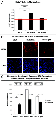 Figure 10. Homotypic cultures of epithelial cancer cells show that Ras-transformation increases ROS production and MCT4 expression. HaCaT epithelial cells (control, H-Ras [G12V], or NFkB [p65]) were cultured alone and then subjected to either FACS analysis to determine ROS production (A), or immunostaining with antibodies directed against MCT4, a marker of oxidative stress (B). Note that Ras-activation in HaCaT cells significantly increases ROS production (1.5-fold; P = 0.02) and MCT4 expression plasma membrane staining. DAPI (blue nuclear staining) is also shown for reference. (C) shows ROS production in HaCaT epithelial cells (control, H-Ras [G12V], or NFkB [p65]) alone or during co-culture with fibroblasts, by comparing data presented in Figure 2 and Figure 10A; these data are derived from the same experiments. Note that co-culture of normal and epithelial cancer cells with fibroblasts reduced ROS-production in all cases, indicating that fibroblasts may help induce an antioxidant response in adjacent epithelial cells and protect these epithelial cells from oxidative stress.