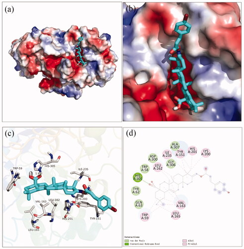 Figure 4. The molecular docking of analogue 3f and α-amylase (3BAJ): (a) 3f in the electrostatics active pocket; (b) 3f in the active pocket; (c) 3D view of 3f and α-amylase; (d) 2D view of 3f and α-amylase.