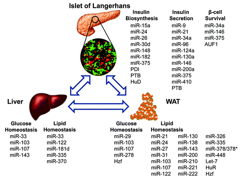 Figure 1. Schematic overview of the miRNAs and RBPs involved in glucose or lipid homeostasis in insulin-sensitive tissues.