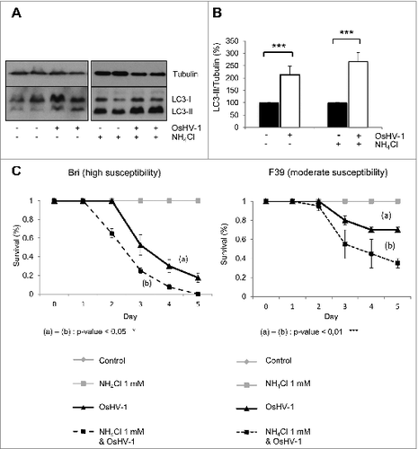 Figure 3. OsHV-1 infection induces autophagy. (A) LC3 western blot 20 h postinfection with different conditions (uninfected and infected without NH4Cl; uninfected and infected with NH4Cl). (B) Quantification of LC3 corresponding to western blot (A). (C) Survival curves of 2 oyster group (Bri and F39) during OsHV-1 infection with or without NH4Cl. Note that no mortality was observed in uninfected animals.