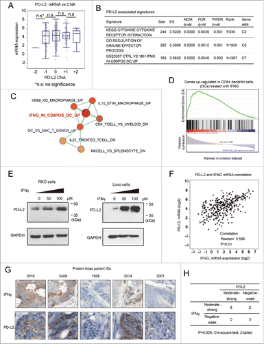 Figure 5. PD-L2 expression is inducible by IFNγ in colorectal cancer cells. (A) The relationship between gene copy number alterations of PD-L1/PD-L2 and their mRNA expression levels. No significant difference was found between the mRNA levels in tumors bearing different types of copy number alterations (two-sided student t-test). (B) The molecular signatures associated with PD-L2 in CRC as suggested by GSEA analysis. The C2 (curated gene sets), C5 (Gene Ontology gene sets), and C7 (immunologic signatures) gene sets were, respectively, used as reference gene sets, and the top hits are provided. (C) Immunologic (C7) signatures that associated with PD-L2 expression as determined by GSEA analysis. The network plots represent “enrichment maps” generated by Cytoscape program according to the similarity between the gene sets. Relatively more significant results are marked in red, with less significant gene sets in yellow. (D) The GSEA plot for the signature “IFNG_IN_CD8POS_DC_UP,” which represents a set of genes that can be upregulated in dendritic cells by treatment with IFNγ. (E) Western Blot using specific antibody for PD-L2 revealed significant upregulation of PD-L2 by treatment of IFNγ. The human colorectal cancer RKO and Lovo cells were incubated with IFNγ at the indicated concentrations for 12 h, followed by cell lysis and Western Blot analysis. GAPDH was detected as loading control. (F) Correlation between the mRNA expression of PD-L2 and IFNγ (IFNG) according to the microarray data of TCGA colorectal cancer cohort. (G) Immunohistochemistry staining of PD-L2 and IFNγ in the tissue specimen of the same patients, according to the Human Protein Atlas data set. Representative images in each column correspond to the same patient. (H) Statistical results of PD-L2 and IFNγ expression correlation using the Chi-square test. The Human Protein Atlas CRC subjects (with the IHC results of both PD-L2 and IFNγ) were included in the analysis, and the positivity of IFNγ was based on its expression in either the cancer cells or adjacent immune cells (higher expression is considered representative).