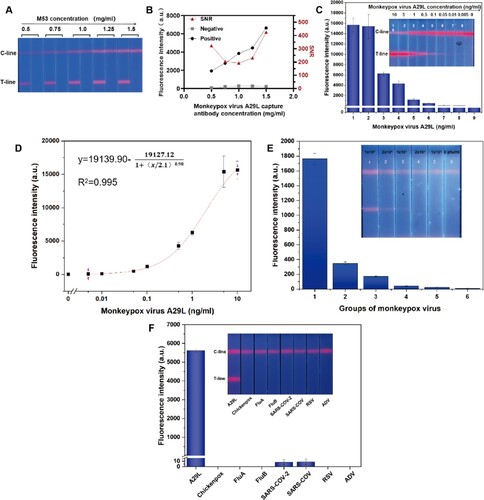 Figure 6. Detection performance of SiTQD-ICA strips. (A) Fluorescence image of different concentrations of capture antibody. (B) Fluorescence intensity and SNR of different concentrations of capture antibody. (C) Test line fluorescence of the SiTQD-ICA strip for monkeypox virus A29L antigen detection. (D) Calibration curves for the SiTQD-ICA strip for monkeypox virus A29L antigen detection. (E) Test line fluorescence of the SiTQD-ICA strip for monkeypox virus detection. (F) Specificity of SiTQD-ICA. All fluorescence intensity were obtained from triplicate wells and are expressed as the mean. Error bars = standard deviation (n = 3).