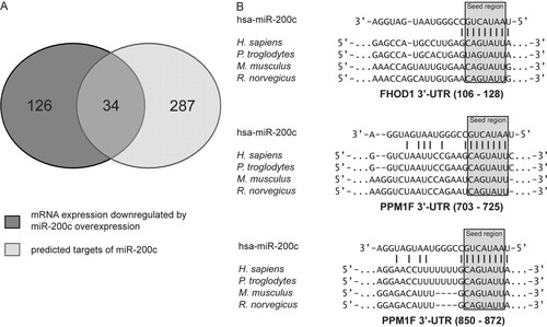 Fig 3 Identification of potential miR-200c target genes. (A) mRNA expression profiling of MDA-MB-231 cells transfected with miR-200c mimic was performed using the Illumina HumanWG-6 v3.0 expression array chip (Citation43). miR-200c targets were predicted using the TargetScan release 5.1 and PITA target prediction programs, and the lists of downregulated genes and predicted targets were merged, resulting in 34 genes as candidates for direct targeting by miR-200c. (B) miR-200c target sites in the 3′-UTRs of FHOD1 and PPM1F and interspecies conservation of seed matching sequences (gray box).