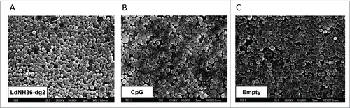 Figure 7. Scanning electron microscope (SEM) images of LdNH36-dg2- or CpG-loaded microparticles or empty microparticles. LdNH36-dg2 protein was encapsulated in poly(lactic-co-glycolic acid) (PLGA) microparticles using a water-oil-water double emulsion method, CpG oligonucleotide adjuvant was encapsulated using an oil-water emulsion method preceded by ion-pairing, and empty PLGA microparticles were prepared by an oil-water emulsion method.