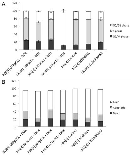 Figure 3. Analysis of cell cycle and apoptosis in hESC. (A) Quantitative flow cytometry analysis of the cell cycle in p27Kip1 overexpressing and knockdown hESC. Overexpression of p27Kip1 induces an arrest in G1 phase of cell cycle in undifferentiated conditions. Representative results obtained in three independent experiments. (B) Quantitative flow cytometry analysis of apoptosis in p27Kip1 overexpressing and knockdown hESC in undifferentiated conditions.