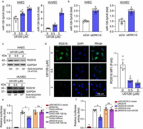 Figure 2. MEK1/2 inhibition attenuates expression of RGS16 by enhancing miR-126-3p expression in endothelial cells. (a, c, d) HAEC and HUVEC were treated with U0126 at the indicated concentration for 16 h. (a) Total RNA was extracted and used to determine miR-126-3p expression. *P < 0.05 (n = 5). (c) Total proteins were extracted, and the protein level of RGS16 was detected by Western blot. *P < 0.05 (n = 3). (d) expression of RGS16 in HUVEC was also detected by immunofluorescence assay. *p < 0.05 (n = 5). (b) HAEC or HUVEC in a six-well plate were transfected with control siRNA (siCtrl) or ERK1/2 siRNA (siERK1/2) for 24 h in serum-free medium, followed by switching the cells into complete medium to culture for 48 h. Total RNA was extracted and used to determine miR-126-3p expression. *P < 0.05 (n = 5). (e, f) The wild type RGS16 3′UTR or the 3ʹUTR with miR-126-3p MREs mutation was generated by PCR. After digestion, the polymerase chain reaction product was subcloned into psiCHECK-2 vector with sequence confirmed. The luciferase reporters were named as pRGS16 or pRGS16-mut, respectively. HUVECs in 48-well plates were transfected with pRGS16 or pRGS16-mut. The cells were also cotransfected with negative control mimic/miR-126-3p mimic (e) or treated with U0126 (f). After 24 hours of transfection or treatment, cells were lyzed, and cellular lysate was used to determine Firefly and Renilla luciferase activity. *P < 0.05, ns: not significant (n = 6).