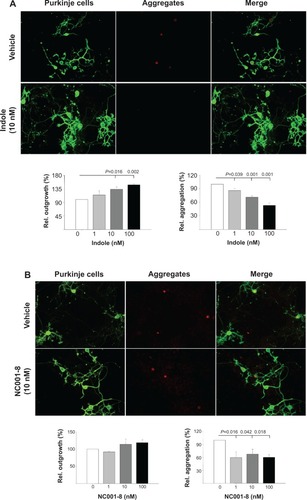 Figure 5 Indole and NC001-8 promoted neurite outgrowth and reduced aggregation of Purkinje cells in spinocerebellar ataxia type 17 mouse cerebellar primary and slice cultures.