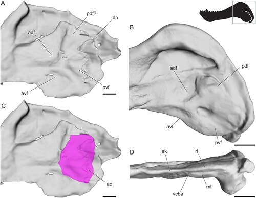 FIGURE 4. Surface and CT scans of the angular region in biarmosuchians. A, Hipposaurus sp. (CGP/1/66) in left lateral view; B, Paraburnetia sneeubergensis (SAM-PK-K10037) in left lateral view; C, Hipposaurus sp. (CGP/1/66) with angular cleft overlay; D, Paraburnetia sneeubergensis (SAM-PK-K10037) in ventral view showing anterior extent of the angular cleft. Box on silhouette illustrates location of images. Abbreviations: ac, angular cleft; adf, anterodorsal fossa; ak, angular keel; avf, anteroventral fossa; dn, dorsal notch; ml, medial lamina; pdf, posterodorsal fossa; pvf, posteroventral fossa; rl, reflected lamina; vcba, ventral connection to body of the angular. Scale bars equal 1 cm.
