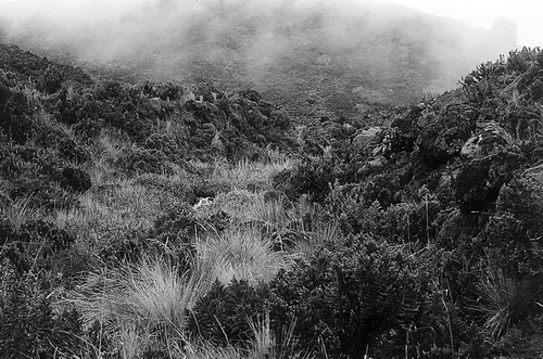 FIGURE 5. Shrubby vegetation with dominant Loricaria antisanensis on the eastern, humid side of Volcán Antisana (ca. 4200 m).