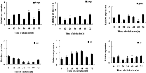 Figure 3. Quantitative real-time PCR analysis of genes involved in the triterpenoid biosynthetic pathway.