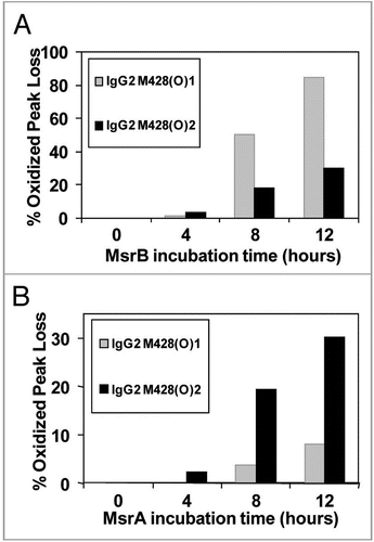 Figure 7 Effect of MsrB (A) and MsrA (B) incubation on M428(O)1 and M428(O)2 from a 12 hour Xenon irradiated IgG2 sample. MsrBA resulted in >95% loss of M428(O)1 and M428(O)2 in IgG2 after 8 hour incubation (Fig. 6A).