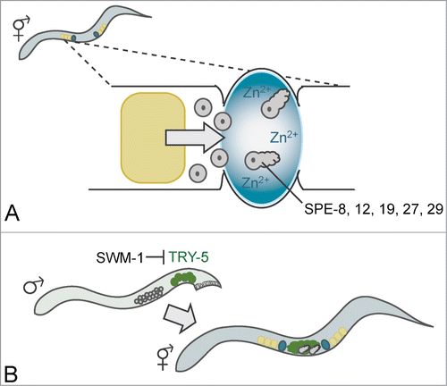 Figure 1. Genetic regulation and extracellular signals cooperate to ensure hermaphrodite and male sperm activate at the proper time and place. (A) In the hermaphrodite, spermatids are pushed into the spermatheca by a developing oocyte (yellow). There, they are exposed to zinc (blue), which triggers activation through the spe-8 group of genes. This results in motile spermatozoa with pseudopods, which are stored in the spermatheca until they are used to fertilize oocytes. (B) In the male, sperm are stored as nonactivated spermatids, and maintaining this state requires the protease inhibitor SWM-1. During mating, the male transfers both sperm and seminal fluid containing the trypsin-like serine protease TRY-5 (green) to the hermaphrodite. This causes sperm to mix with TRY-5, which confers a cue to activate. Mature spermatozoa then crawl to the spermathecae to fertilize oocytes.